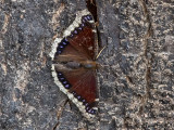 Mourning Cloak Butterfly02.jpg