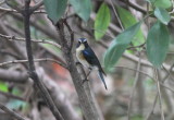 Red-Flanked Bluetail (Tarsiger cyanurus)