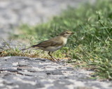 Willow Warbler (Phylloscopus trochilus)