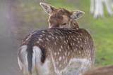 DSC07356F damhert (Dama dama, Fallow Deer).jpg