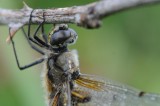 300_2445 viervlek (Libellula quadrimaculata, Four spotted chaser).JPG