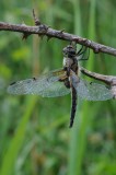 300_2560 viervlek (Libellula quadrimaculata, Four spotted chaser).JPG