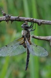 300_2586 viervlek (Libellula quadrimaculata, Four spotted chaser).JPG