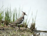 700_9908F kievit (Vanellus vanellus, Lapwing).jpg