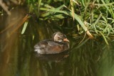 DSC01641 juveniele dodaars (Tachybaptus ruficollis, Little Grebe).JPG