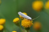 700_4977F appelstippelmot, micronachtvlinder (Yponomeuta malinellus ).jpg