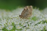 DSC_1554F naaldboomspanner, macro-nachtvlinder (Thera obeliscata).jpg