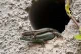 700_9018F Madeira muurhagedis (Lacerta dugesii, Madeira wall lizard).jpg