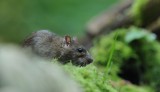 700_7430F bruine rat (Rattus norvegicus, Rat).jpg