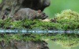 700_7517F bruine rat (Rattus norvegicus, Rat).jpg