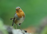700_7400F roodborst (Erithacus rubecula, Robin).jpg