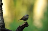 700_7486 heggenmus (Prunella modularis, Dunnock).JPG