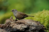 700_7648F heggenmus (Prunella modularis, Dunnock).jpg