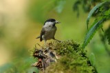 700_7783 matkop (Poecile montanus, Northern Willow Tit).JPG