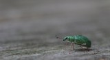 700_7124F groene bladsnuitkever (Phyllobius pomaceus, Nettle Weevil).jpg