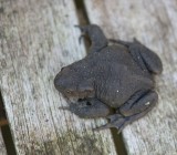 700_3800F gewone pad (Bufo budo, Common Toad).jpg