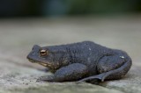 700_3810F gewone pad (Bufo budo, Common Toad).jpg