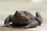 700_3833F gewone pad (Bufo budo, Common Toad).jpg