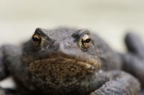 700_3840F gewone pad (Bufo budo, Common Toad).jpg