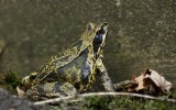 700_3859F bruine kikker (Rana temporaria, Common Frog).jpg