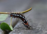 700_7035F rups donsvlinder (Euproctis similis).jpg