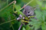 700_0302F huismuis (Mus musculus, House mouse).jpg