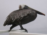 IMG_0019 Galapagos bruine pelikaan (Pelecanus occidentalis, Brown Pelican).jpg