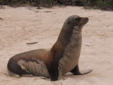 IMG_0454F Galapagos zeeleeuw (Zalophus wollebaeki, Galapagos Sea Lion).jpg