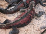 IMG_0488F Galapagos zeeleguaan (Amblyrhynchus cristatus, Marine Iguana).jpg