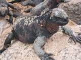 IMG_0489F Galapagos zeeleguaan (Amblyrhynchus cristatus, Marine Iguana).jpg