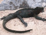 IMG_0494F Galapagos zeeleguaan (Amblyrhynchus cristatus, Marine Iguana).jpg