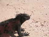 IMG_0521F Galapagos zeeleguaan (Amblyrhynchus cristatus, Marine Iguana).jpg