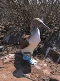 IMG_0528F Galapagos blauwvoetige Jan-van-Gent (Sula nebouxii, Blue-footed Booby).jpg