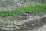 300_6651F blauwe ekster (Azure-winged Magpie, Cyanopica cyana).jpg