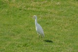 300_6864F koereiger (Ardeola ibis, Cattle Egret).jpg