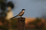 300_7559F blauwe ekster (Azure-winged Magpie, Cyanopica cyana).jpg