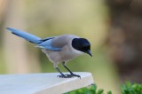 300_7566F blauwe ekster (Azure-winged Magpie, Cyanopica cyana).jpg
