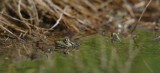 300_7263F Iberische meerkikker (Pelophylax perezi).jpg.jpg