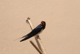 300_7339F boerenzwaluw(Hirundo rustica, Barn Swallow) .jpg