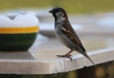 300_7574F huismus (Passer domesticus, House Sparrow) .jpg
