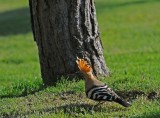 300_7095F hop (Upupa epops, Eurasian Hoopoe).jpg