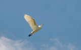 300_6849F koereiger (Ardeola ibis, Cattle Egret)A.jpg