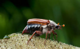 300_5209 gewone meikever (Melolontha melolontha, Cockchafer).jpg
