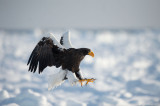 D40_5250F stellers zeearend (Haliaeetus pelagicus, Stellers sea eagle).jpg