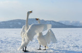 D40_7507F wilde zwaan(Cygnus cygnus,Whooper swan).jpg