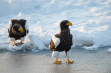 D40_4416F stellers zeearend (Haliaeetus pelagicus, Stellers sea eagle).jpg