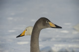 D40_0409F wilde zaan (Cygnus cygnus, Whooper Swan).jpg