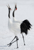 D4_2568F Japanse kraanvogel (Grus japonensis, Red-crowned crane).jpg