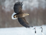 D4_5876F zeearend (Haliaeetus albicilla, White tailed eagle).jpg