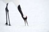 D4_2983F Japanse kraanvogel (Grus japonensis, Red-crowned crane).jpg